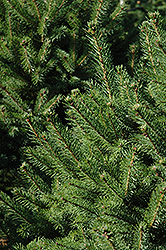 North Star Spruce (Picea glauca 'North Star') at Schulte's Greenhouse & Nursery