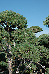 Poodle Dwarf Scotch Pine (Pinus sylvestris 'Poodle') at A Very Successful Garden Center