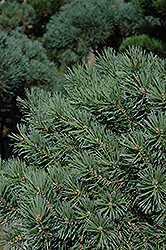 French Blue Scotch Pine (Pinus sylvestris 'French Blue') at The Mustard Seed