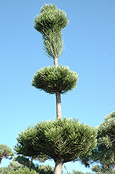 Mt. Vernon Blue Scotch Pine (Pinus sylvestris 'Mt. Vernon Blue') at Lakeshore Garden Centres