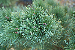 Frisia Mugo Pine (Pinus mugo 'Frisia') at A Very Successful Garden Center