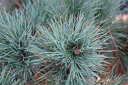 Dwarf Blue Swiss Stone Pine (Pinus cembra 'Glauca Nana') at A Very Successful Garden Center