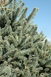 Yukon Blue Spruce (Picea glauca 'Yukon Blue') at A Very Successful Garden Center