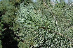 Blue Macedonian Pine (Pinus peuce 'Glauca') at A Very Successful Garden Center