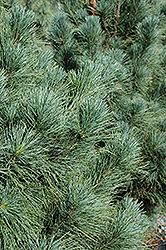 Ammerland Western White Pine (Pinus monticola 'Ammerland') at A Very Successful Garden Center