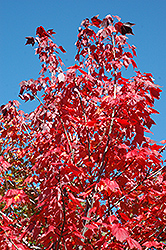 Northwood Red Maple (Acer rubrum 'Northwood') at A Very Successful Garden Center