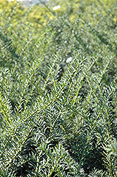 Nigra Yew (Taxus x media 'Nigra') at Lakeshore Garden Centres