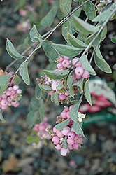 Amethyst Coralberry (Symphoricarpos x doorenbosii 'Kordes') at A Very Successful Garden Center