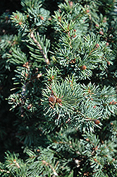 Gnom Dwarf Spruce (Picea omorika 'Gnom') at A Very Successful Garden Center