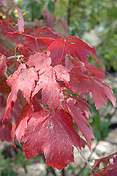 Scarlet Jewell Red Maple (Acer rubrum 'Bailcraig') at A Very Successful Garden Center