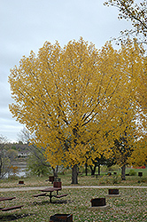 Plains Cottonwood (Populus sargentii) at Stonegate Gardens