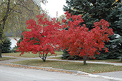 Flame Amur Maple (Acer ginnala 'Flame') at Lakeshore Garden Centres