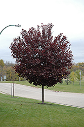 Canada Red Select Chokecherry (Prunus virginiana 'Canada Red Select') at A Very Successful Garden Center