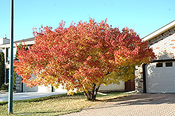 Amur Maple (multi-stem) (Acer ginnala '(multi-stem)') at Lakeshore Garden Centres