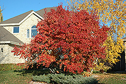 Red Rhapsody Amur Maple (Acer ginnala 'Mondy') at A Very Successful Garden Center