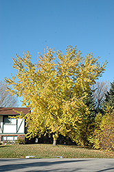 Kenora Silver Maple (Acer saccharinum 'Kenora') at Stonegate Gardens