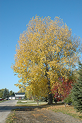 Nor'easter Poplar (Populus x canadensis 'Nor'easter') at A Very Successful Garden Center