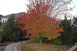 Embers Amur Maple (Acer ginnala 'Embers') at Lakeshore Garden Centres