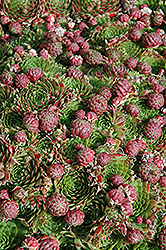 Red Hens And Chicks (Sempervivum 'Red') at A Very Successful Garden Center