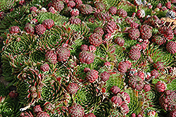 Red Beauty Hens And Chicks (Sempervivum 'Red Beauty') at Lakeshore Garden Centres