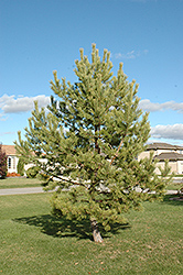 French Blue Scotch Pine (Pinus sylvestris 'French Blue') at A Very Successful Garden Center