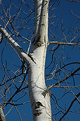 Trembling Aspen (Populus tremuloides) at The Mustard Seed
