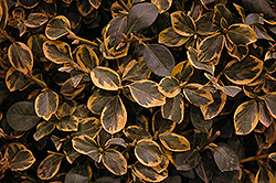 Country Gold Wintercreeper (Euonymus fortunei 'Country Gold') at Lakeshore Garden Centres