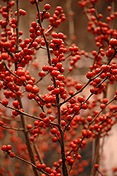 Berry Heavy Winterberry (Ilex verticillata 'Spravy') at Lakeshore Garden Centres