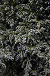 Cyano-Viridis Falsecypress (Chamaecyparis pisifera 'Cyano-Viridis') at A Very Successful Garden Center