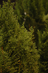 Leyland Cypress (Cupressocyparis x leylandii 'Relax') at A Very Successful Garden Center