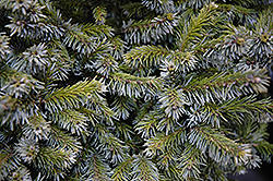 Gunther Dwarf Spruce (Picea omorika 'Gunther') at A Very Successful Garden Center