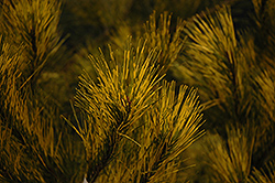 Burke Red Variegated Japanese Red Pine (Pinus densiflora 'Burke Red Variegated') at Stonegate Gardens