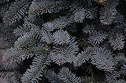 Prostrate Blue Noble Fir (Abies procera 'Glauca Prostrata') at Lakeshore Garden Centres