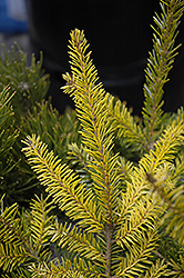 Golden Serbian Spruce (Picea omorika 'Aurea') at A Very Successful Garden Center