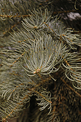 Blue Select White Fir (Abies concolor 'Glauca Select') at Stonegate Gardens