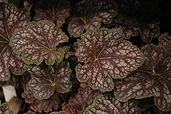 Beauty of Color Coral Bells (Heuchera 'Beauty of Color') at Lakeshore Garden Centres