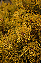Gold Coin Scotch Pine (Pinus sylvestris 'Gold Coin') at Stonegate Gardens