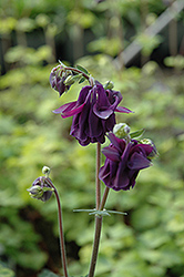 Lime Frost Columbine (Aquilegia vulgaris 'Lime Frost') at Lakeshore Garden Centres