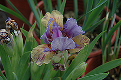 What Again Iris (Iris 'What Again') at A Very Successful Garden Center