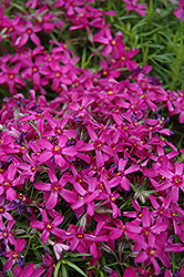 Purple Moss Phlox (Phlox subulata 'Atropurpurea') at A Very Successful Garden Center
