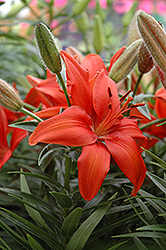 Mount Dragon Lily (Lilium 'Mount Dragon') at A Very Successful Garden Center