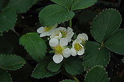 Honeoye Strawberry (Fragaria 'Honeoye') at Lakeshore Garden Centres
