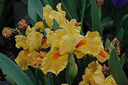 Marksman Iris (Iris 'Marksman') at A Very Successful Garden Center
