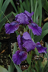 Yankee Skipper Iris (Iris 'Yankee Skipper') at Stonegate Gardens