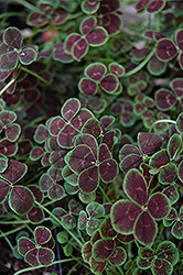 Purpurascens Quadrifolium Clover (Trifolium repens 'Purpurascens Quadrifolium') at A Very Successful Garden Center