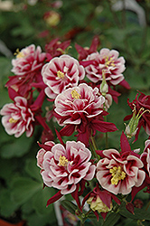 Double Red And White Columbine (Aquilegia vulgaris 'Double Red And White') at Lakeshore Garden Centres