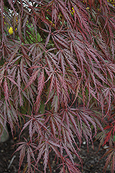 Tamukeyama Japanese Maple (Acer palmatum 'Tamukeyama') at A Very Successful Garden Center