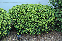 Densiformis Yew (Taxus x media 'Densiformis') at Stonegate Gardens