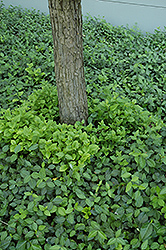 Vegetus Wintercreeper (Euonymus fortunei 'Vegetus') at Stonegate Gardens