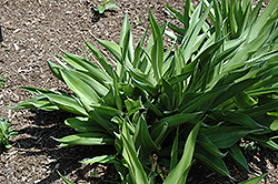 False Aloe (Manfreda virginica) at A Very Successful Garden Center